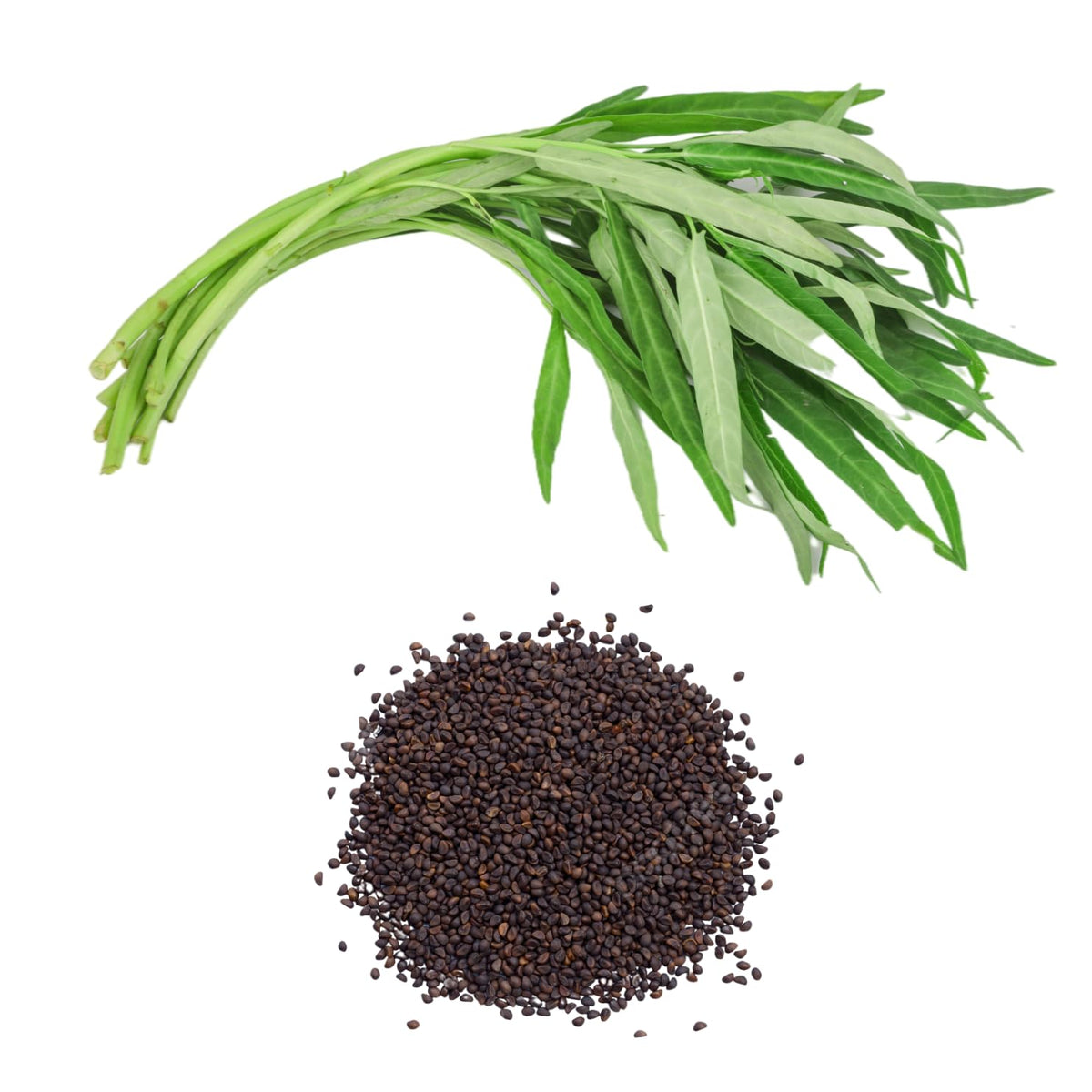 Chickco Kangkong seeds suitable for hydroponics in compact spaces.
