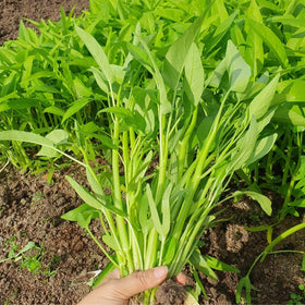 Chickco Kangkong seeds for indoor and outdoor growing with ongoing harvest potential.