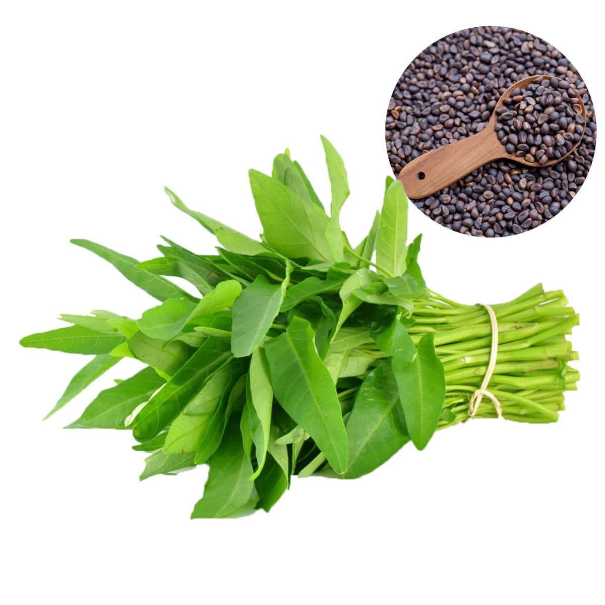 Chickco Kangkong rau muong seeds yield harvests for fresh stir-fries.