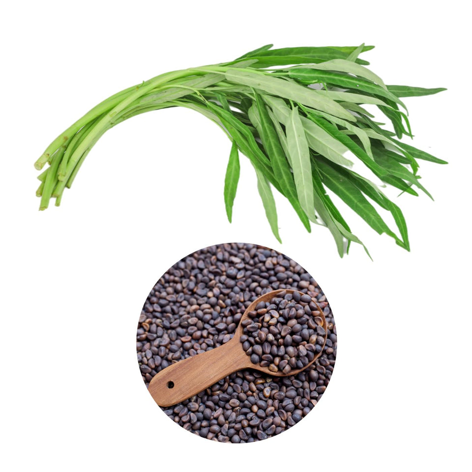 Chickco Kangkong seeds in a seed packet for a thriving home garden.
