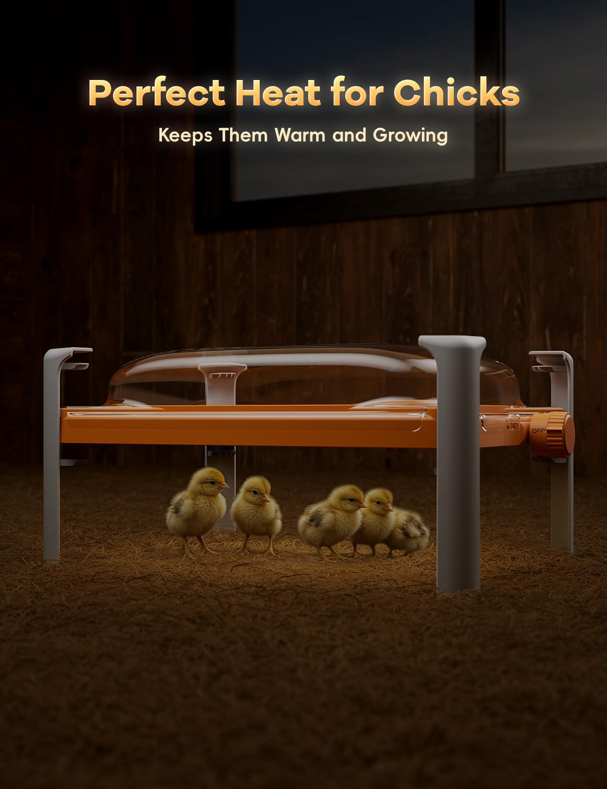 Chickcozy heater with chicks under plate during nap time