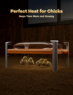 Chickcozy heater with chicks under plate during nap time