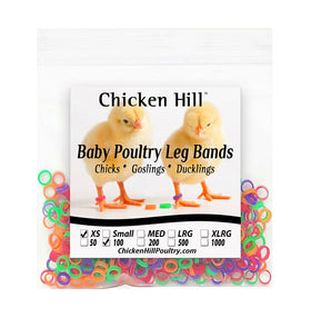 Chicken Hill leg bands closeup with color-coded IDs for day-old quail identification