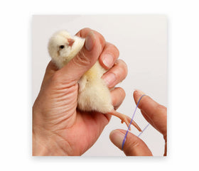 Chicken Hill call duckling leg band close-up showing small size suitability