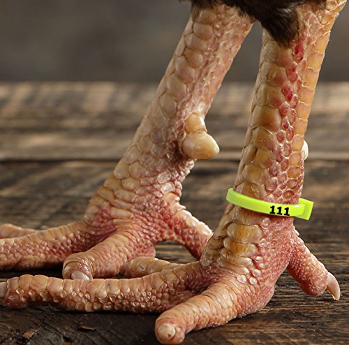 Close-up of a 5-inch ZBand being applied to a leg.