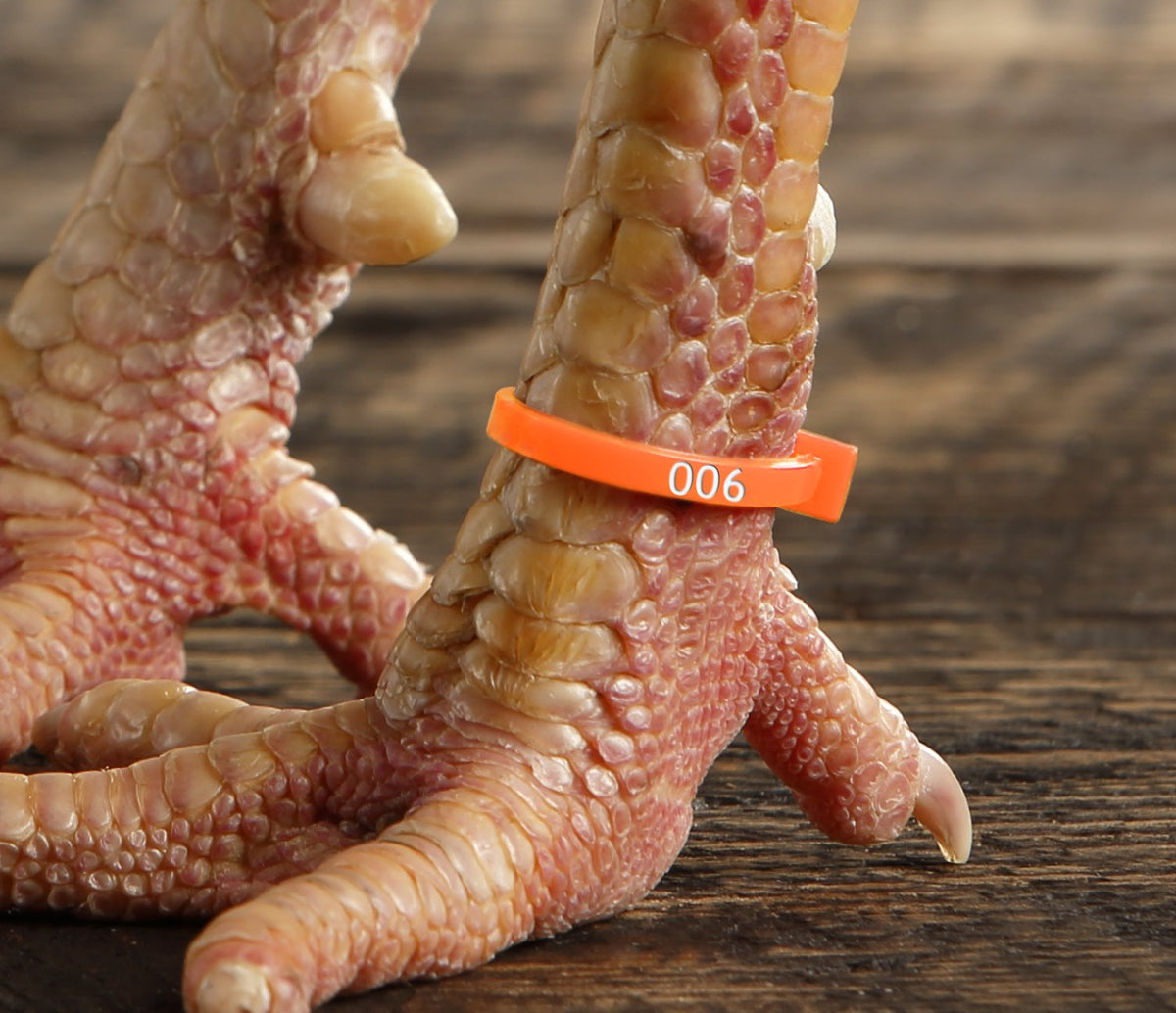 ZBand on leg demonstrates secure fit and readability.