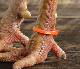 ZBand on leg demonstrates secure fit and readability.