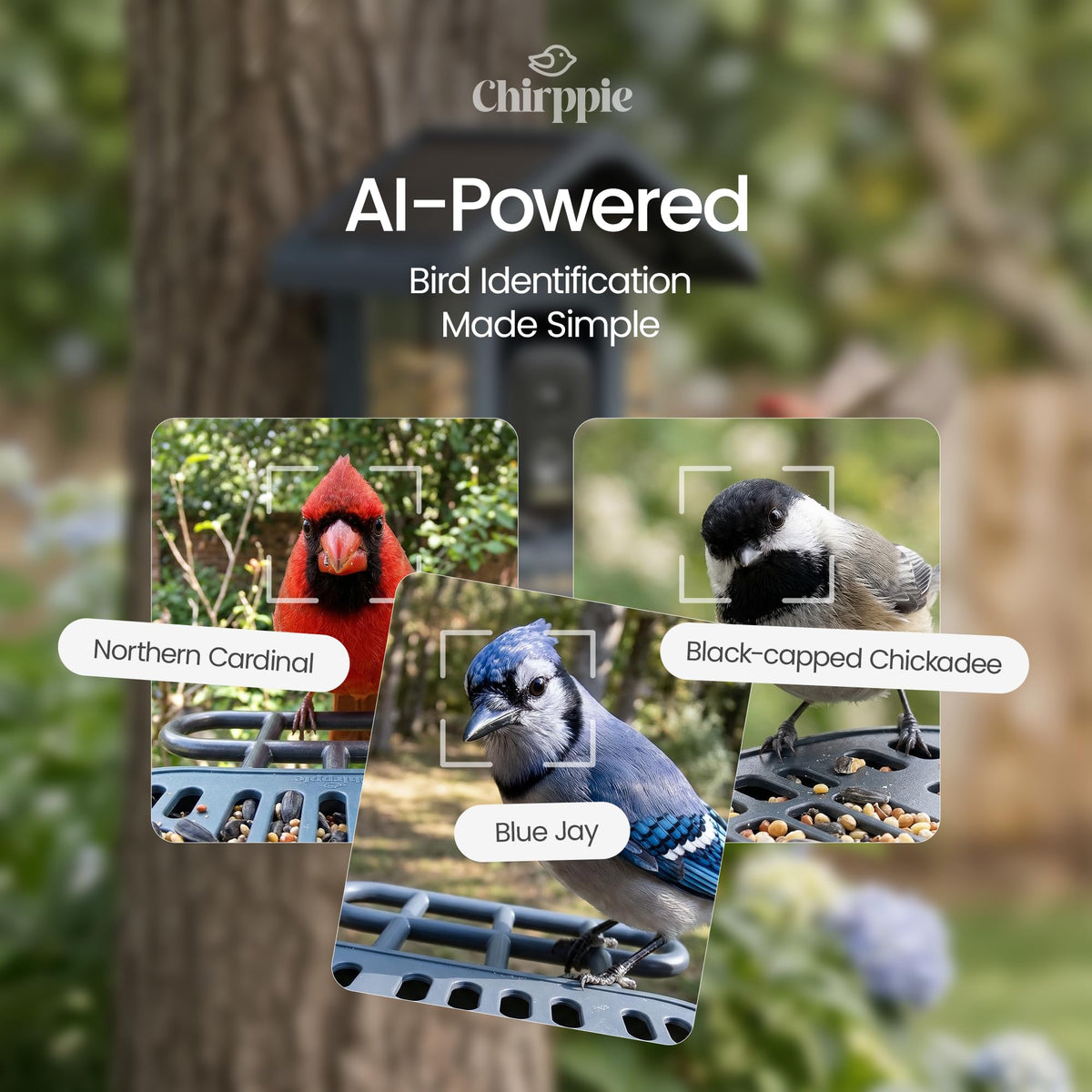 Chirppie AI ID highlights species on arrival for wildlife insights.