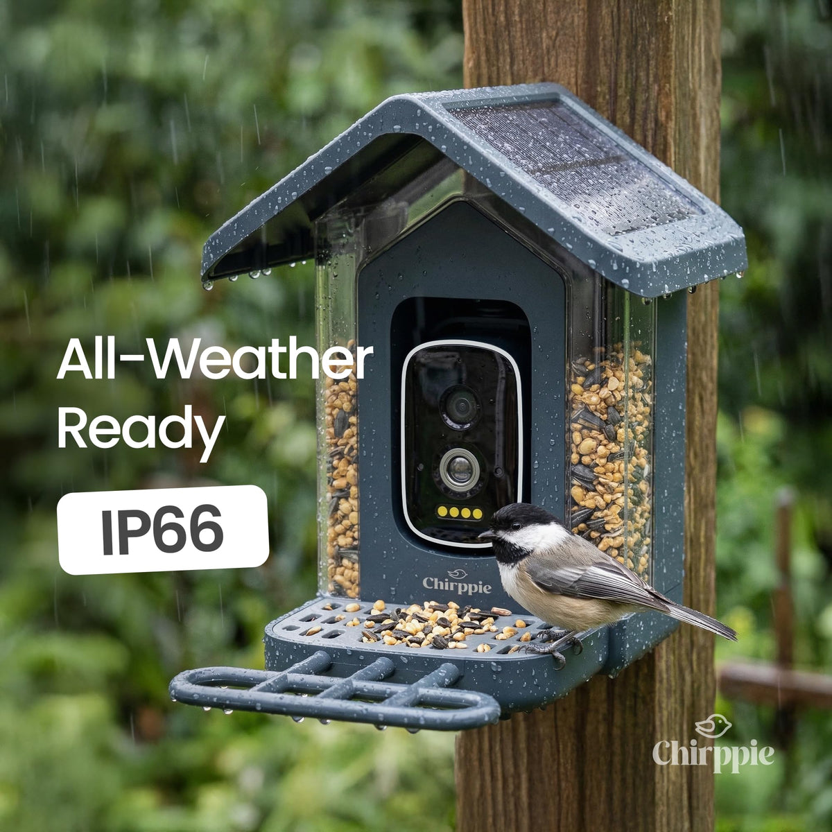 Chirppie 2.4 GHz WiFi enables seamless live feed and alerts.
