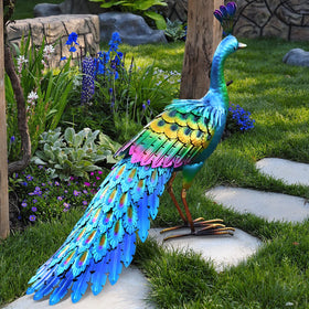 Chisheen rainbow gradient peacock feathers catch sunlight, elevating yard charm.