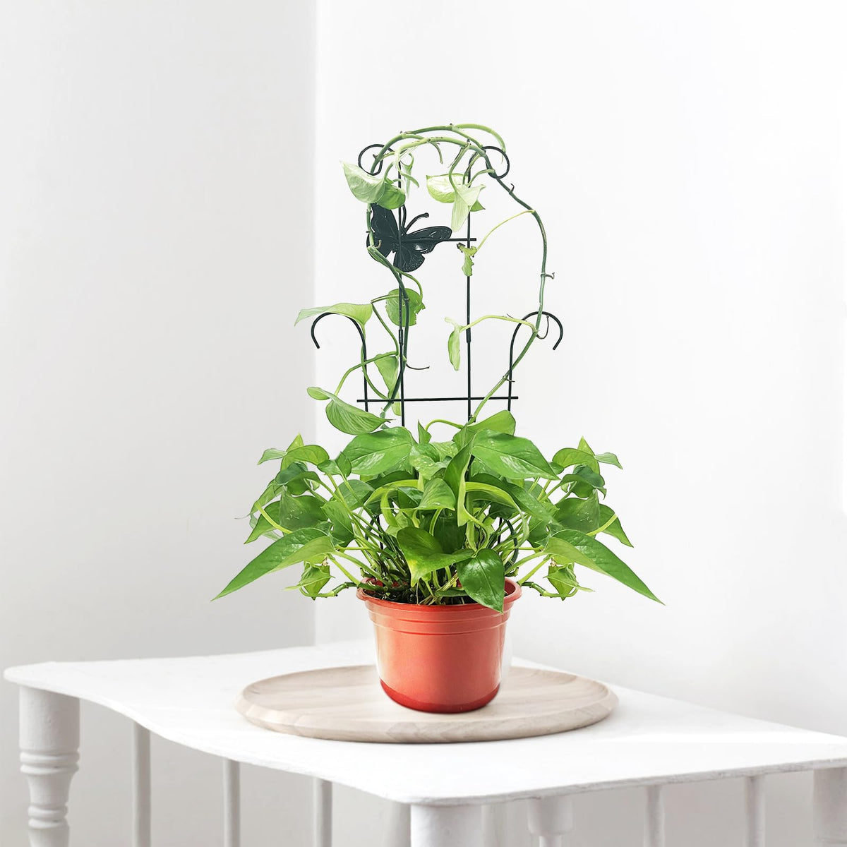 Includes 16 plant ties to guide new growth with CHOUYUHE trellises.
