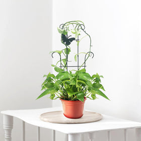 Includes 16 plant ties to guide new growth with CHOUYUHE trellises.