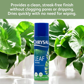 Chrysal Leaf Shine sprayed from distance for even coverage and shine