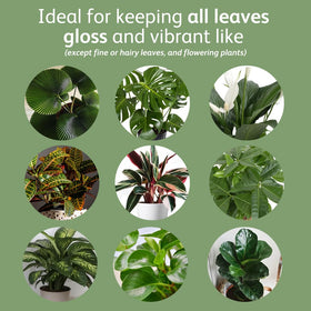 Indoor plants appearing vibrant and hydrated after LeafShine