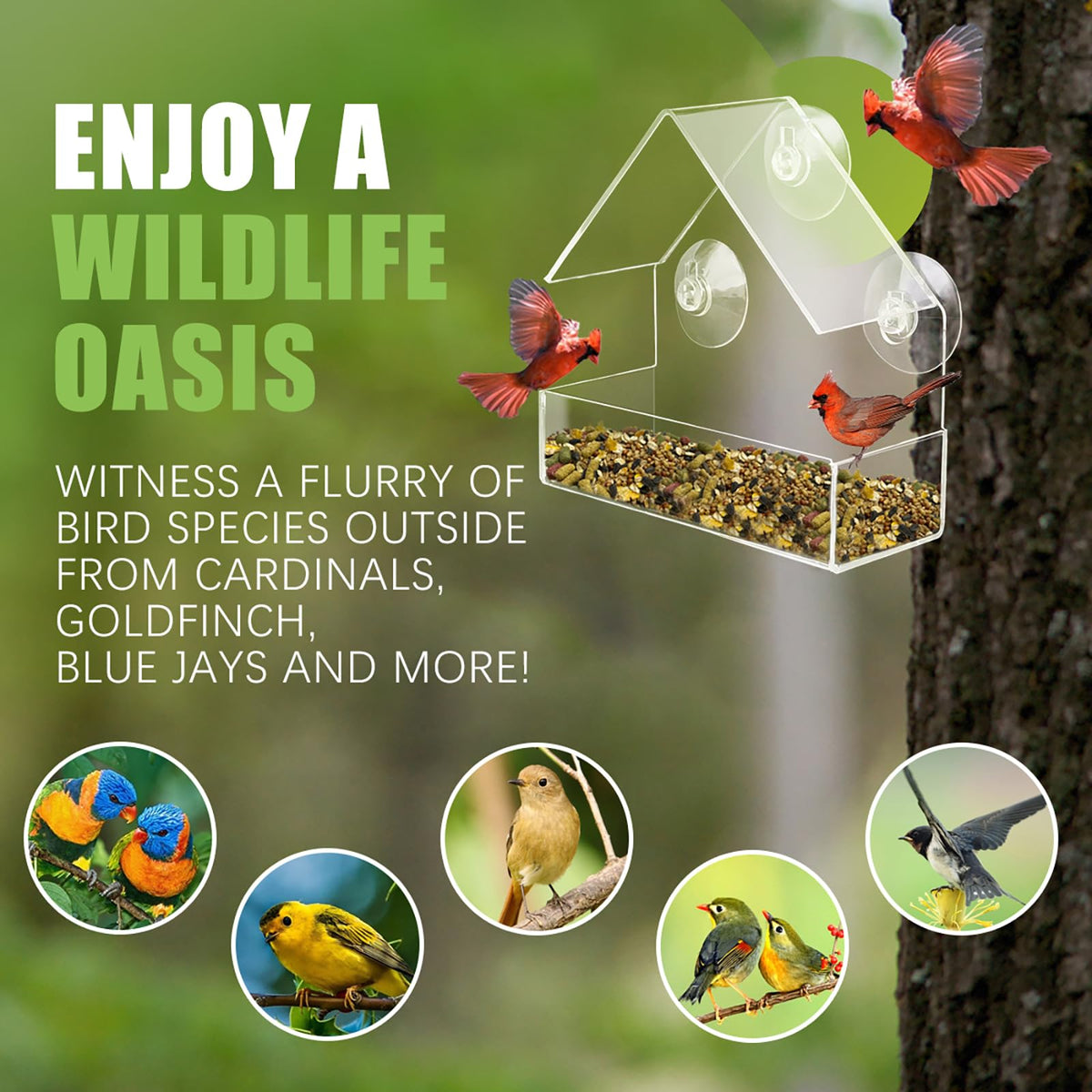 Chunhai Clear Window Feeder mounted on window enables year-round observation.