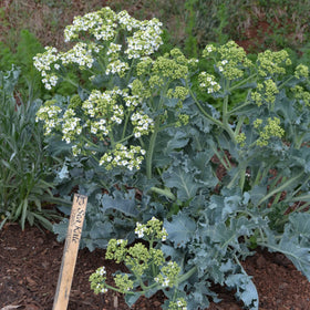 CHUXAY GARDEN Sea Kale garden bed thriving among sunny herbs