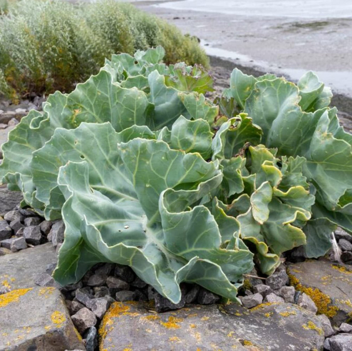 CHUXAY GARDEN Sea Kale harvest-ready leaves ready for fresh meals