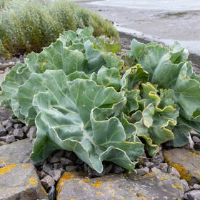 CHUXAY GARDEN Sea Kale harvest-ready leaves ready for fresh meals