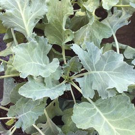 CHUXAY GARDEN Sea Kale leaves closeup highlighting fresh edible greens