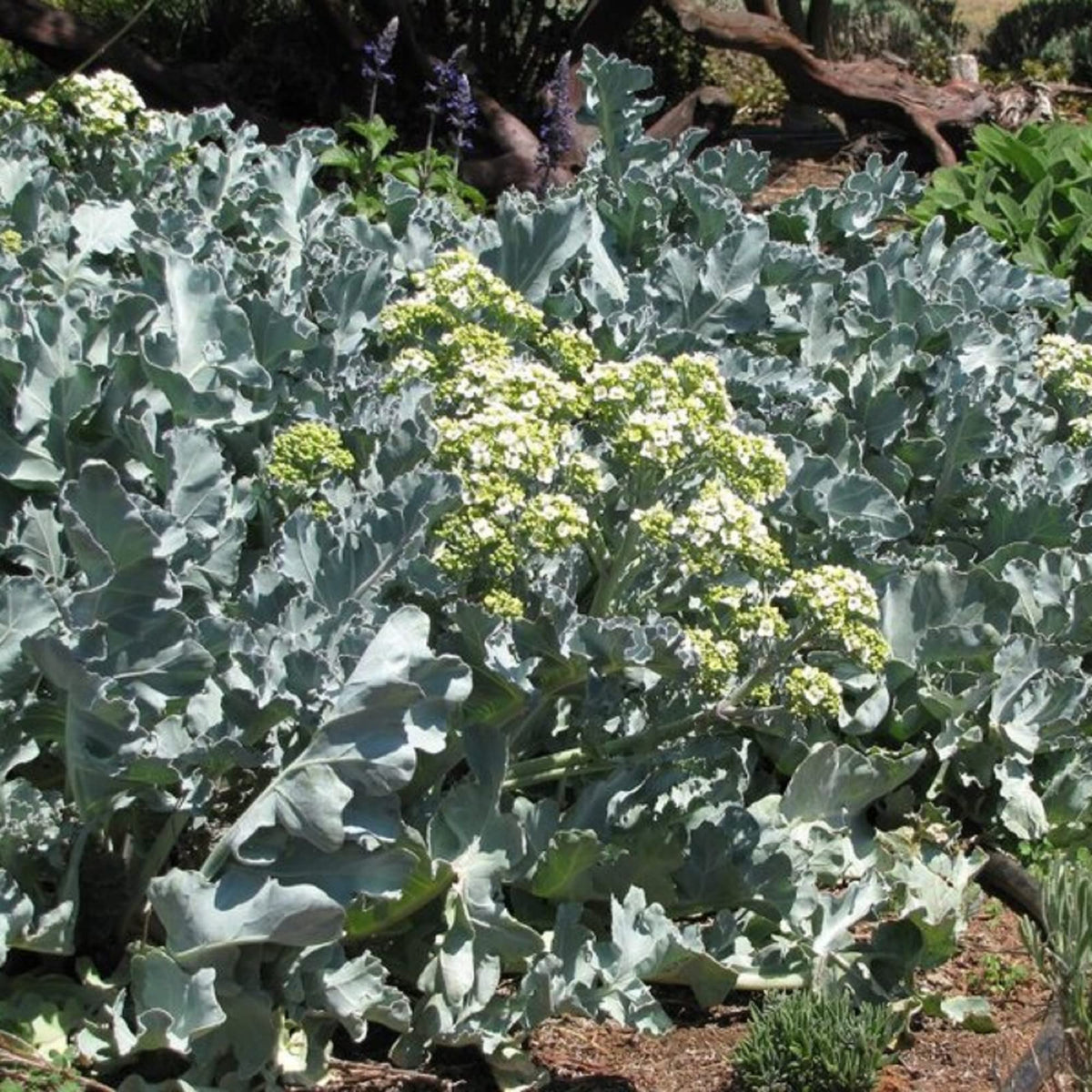CHUXAY GARDEN Sea Kale in a pot for compact kitchen herbs