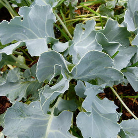 CHUXAY GARDEN Sea Kale seed detail with germinating grains