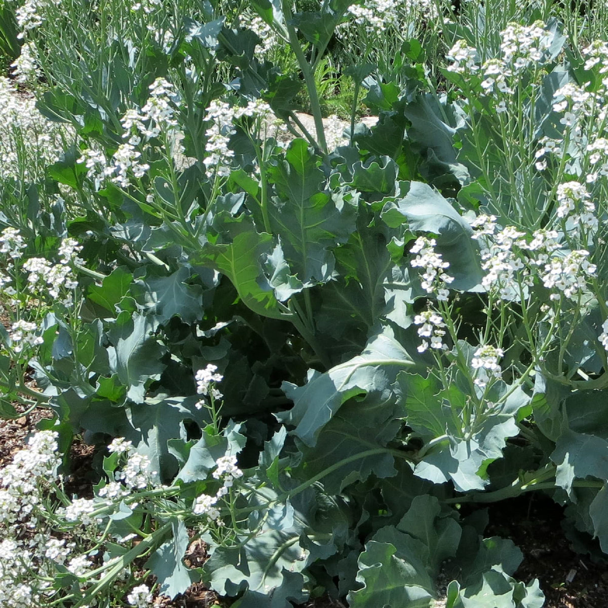 CHUXAY GARDEN Sea Kale seed pack showing non-GMO seeds for easy perennials