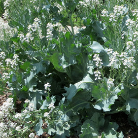 CHUXAY GARDEN Sea Kale seed pack showing non-GMO seeds for easy perennials