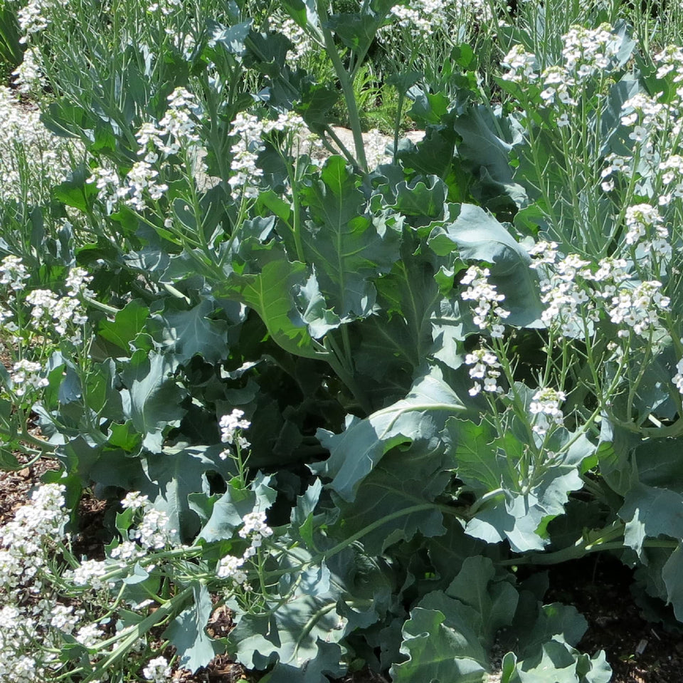 CHUXAY GARDEN Sea Kale seed pack showing non-GMO seeds for easy perennials