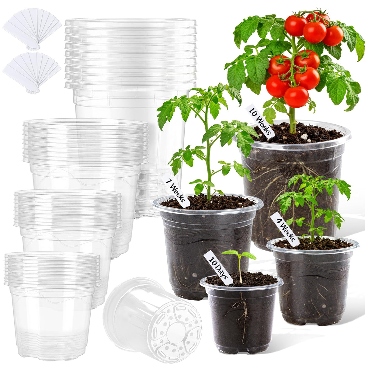 CINKSY clear 3.5-inch nursery pot for easy moisture monitoring and transplant readiness.