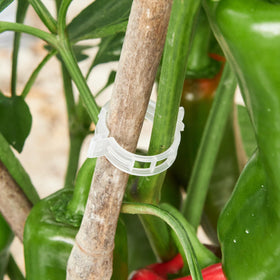 CIQIYO climbing-plants clip ideal for greenhouse and garden use.