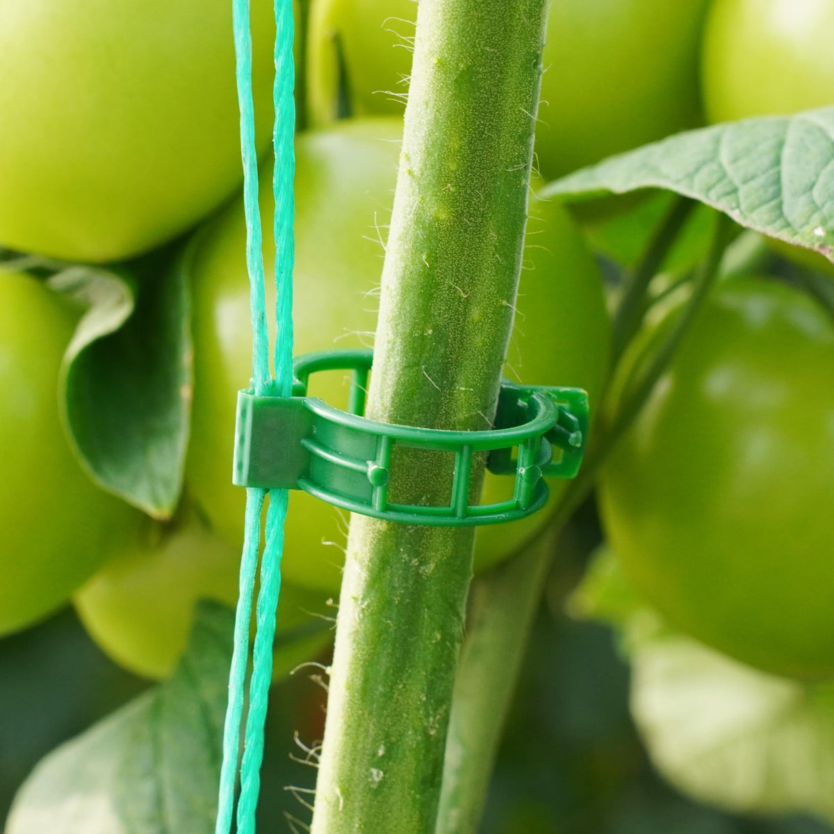 CIQIYO clip supports grapevines and climbing flowers with a gentle hold.