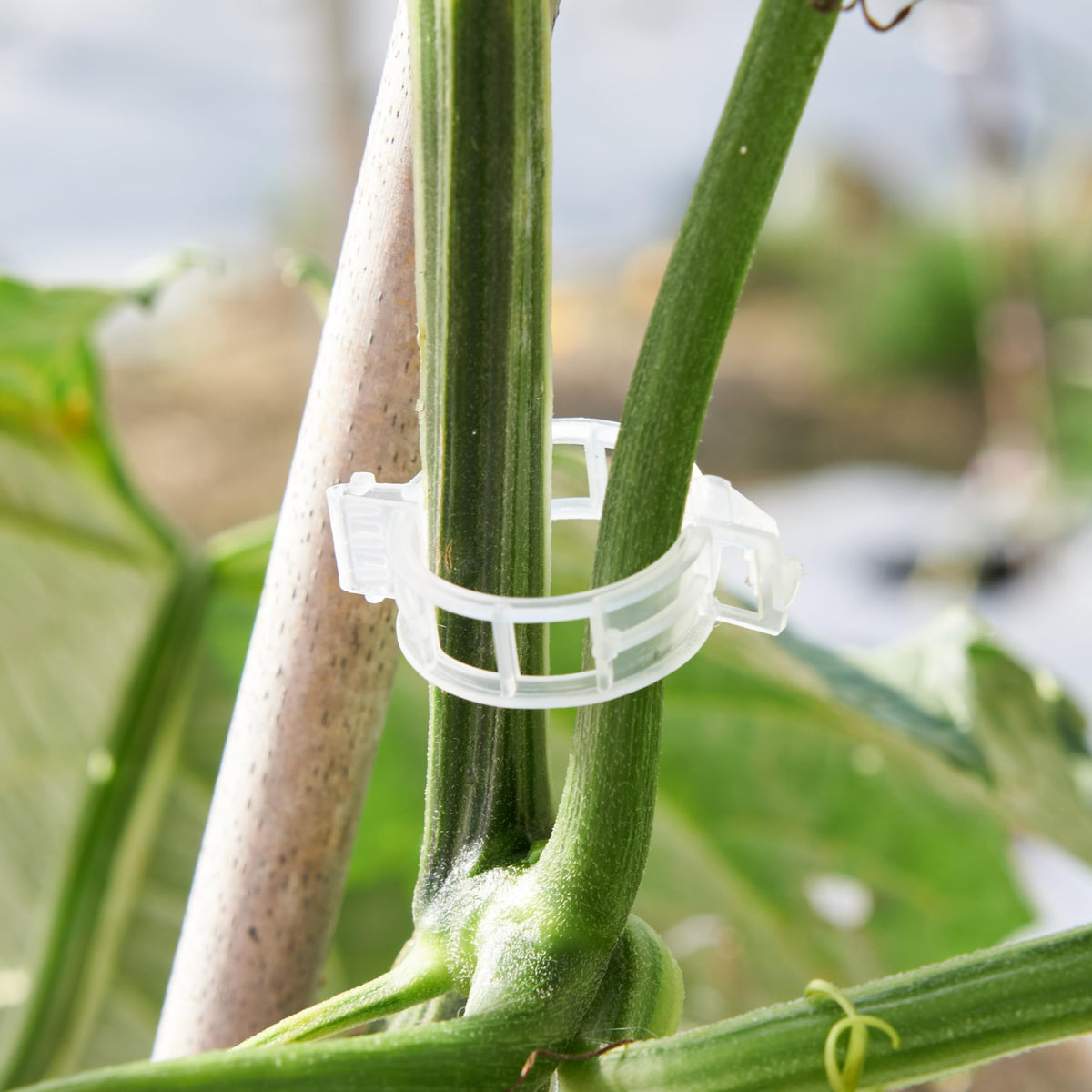CIQIYO versatile clip adapts to cucumbers, peppers, and climbing flowers.