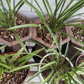 CJGQ bonsai soil mix in use in a pot demonstrates balanced substrate and drainage