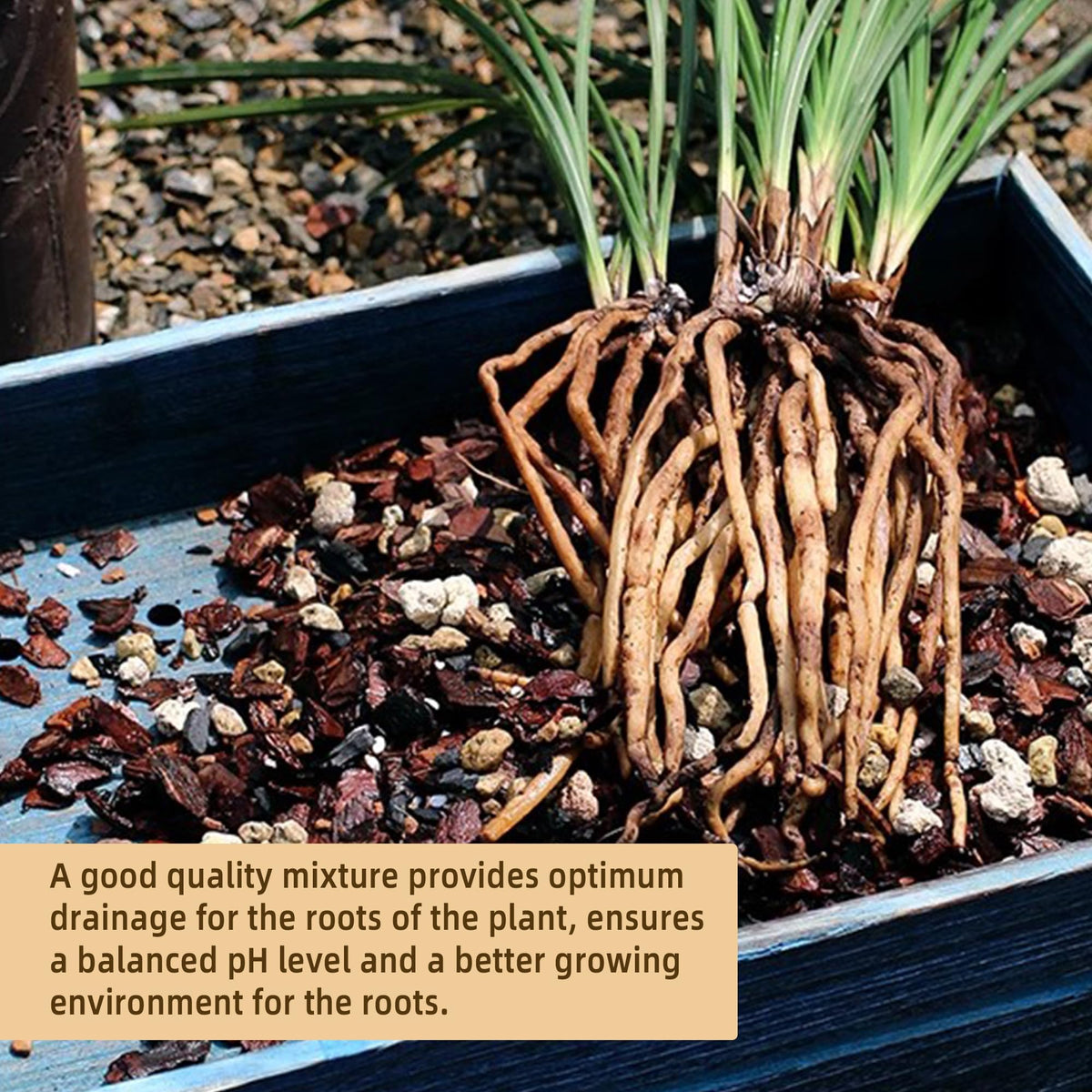 CJGQ bonsai soil mix pumice close up demonstrates water retention for robust roots