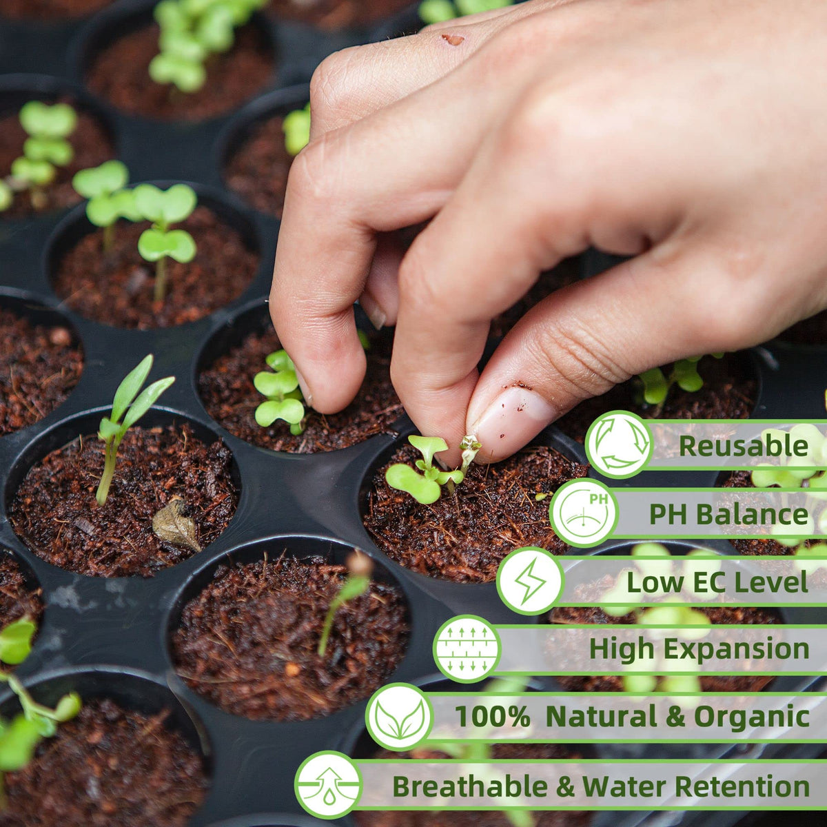 CJGQ Coco Coir Brick root-zone demonstrates balanced moisture and air.