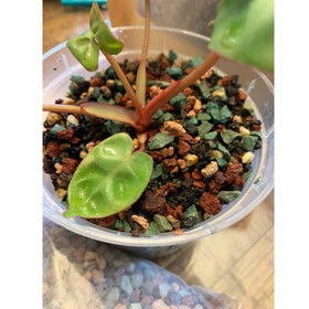 CJGQ drainage-friendly stones reduce root rot risk in potted plants.