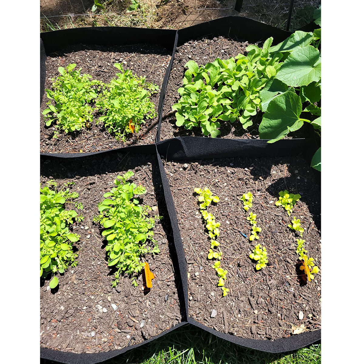 CJGQ durable bed enables multi-season use in urban gardens