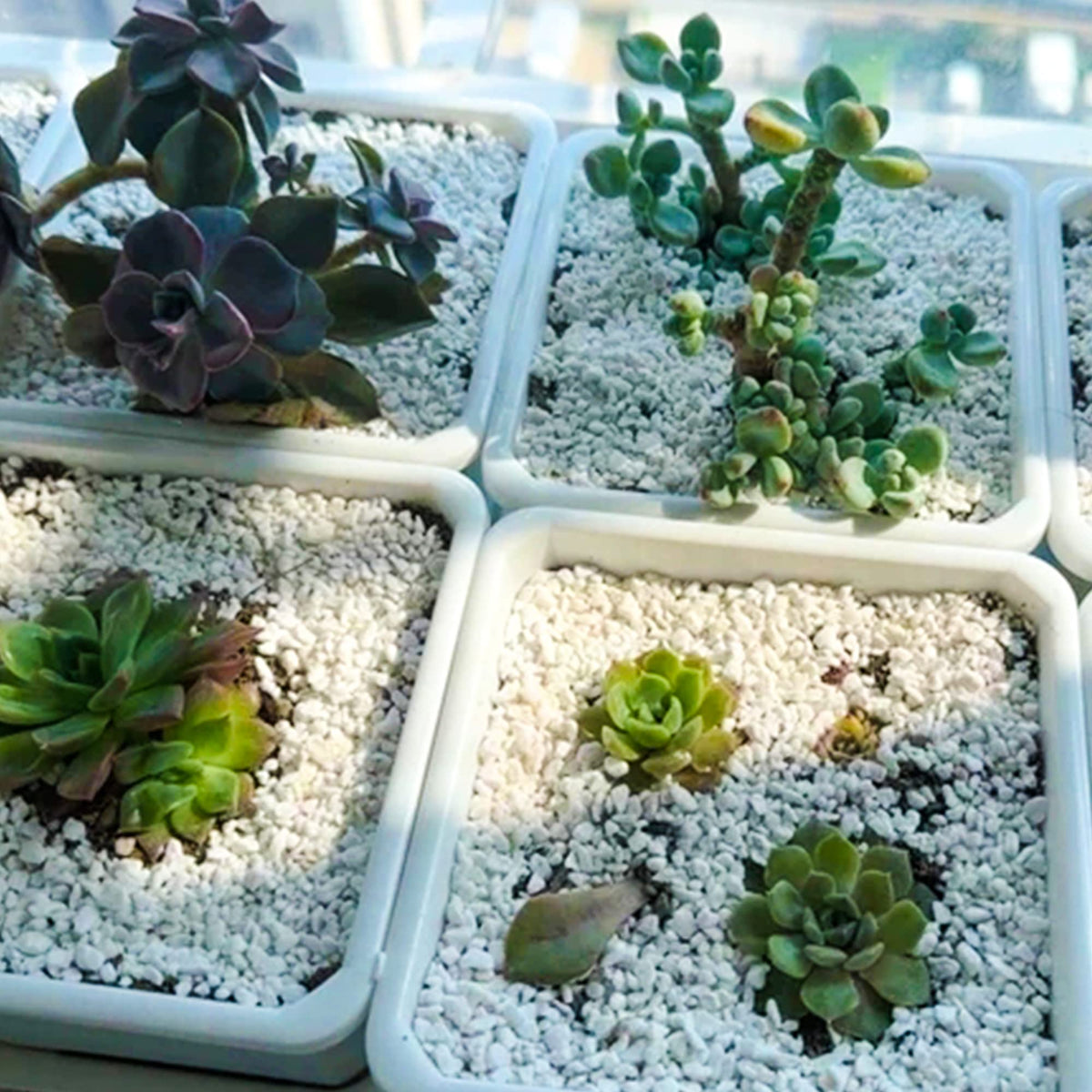 CJGQ hydroponics setup uses perlite for stable root support and airflow.