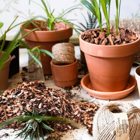 CJGQ bark application in soil aids root protection and growth.