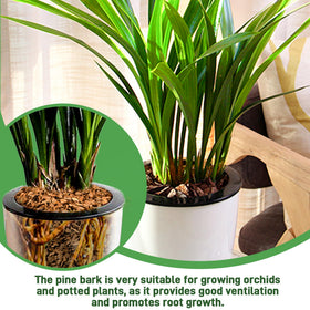 CJGQ orchid potting mulch layer in pot with healthy roots