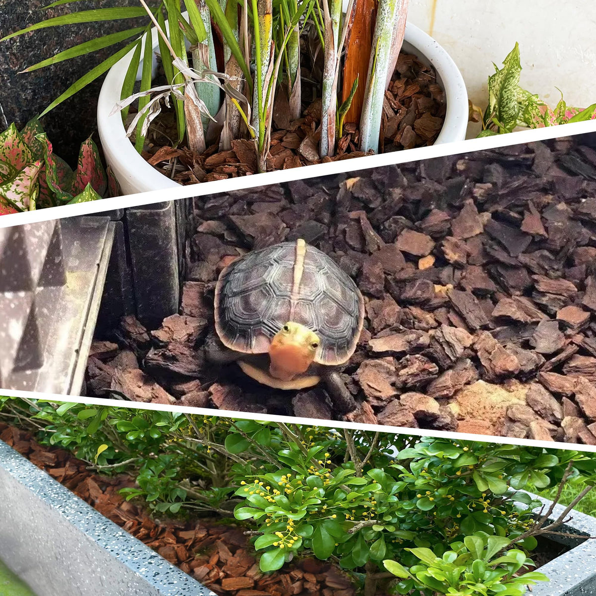 CJGQ orchid roots benefit from better drainage and airflow with this bark