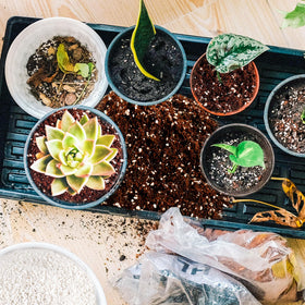CJGQ perlite-hydroponic-use enables steady moisture and airflow
