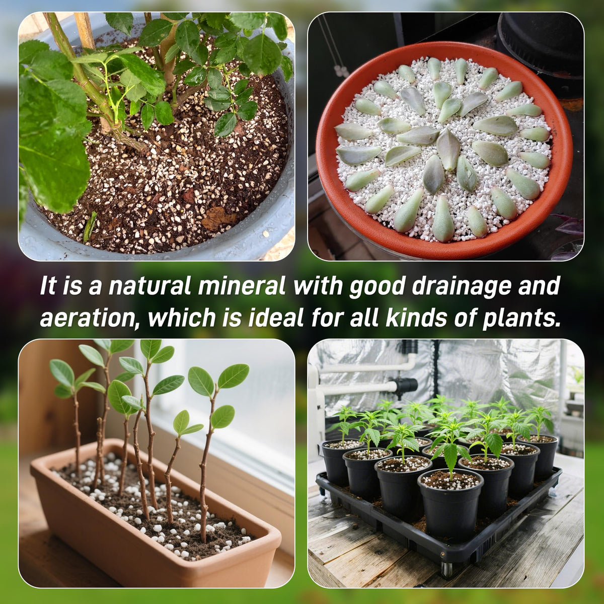 CJGQ 3qt perlite is sterile and odorless for clean, neutral soil amendments.