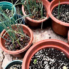 CJGQ perlite is odorless and sterile, supporting clean gardening practices.