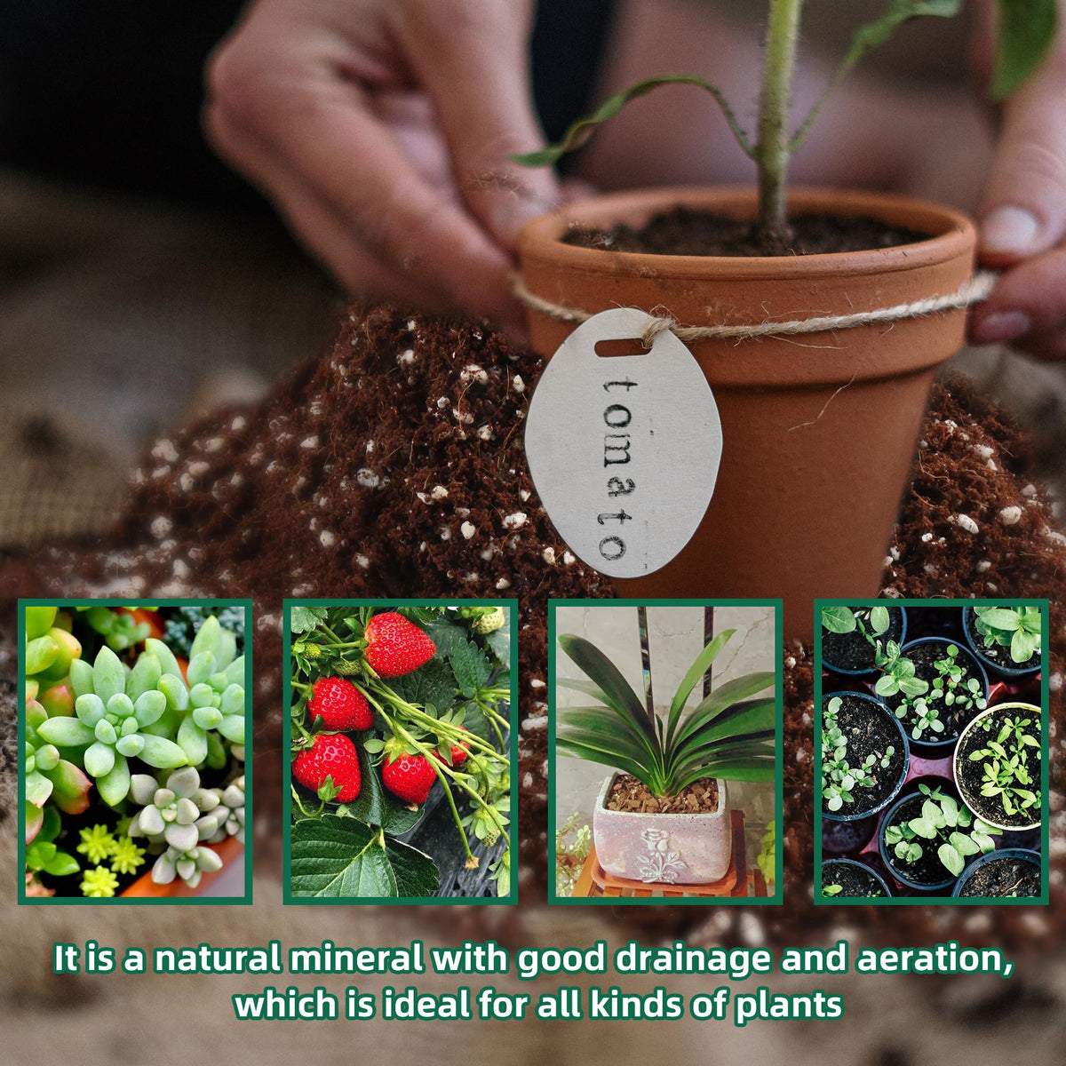 CJGQ perlite-root-growth-support provides looser substrate for seedlings