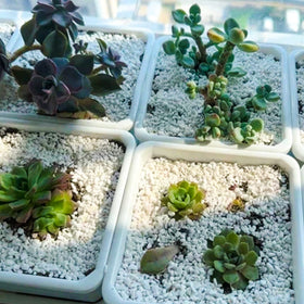 CJGQ perlite aids seed germination and cuttings in light soil