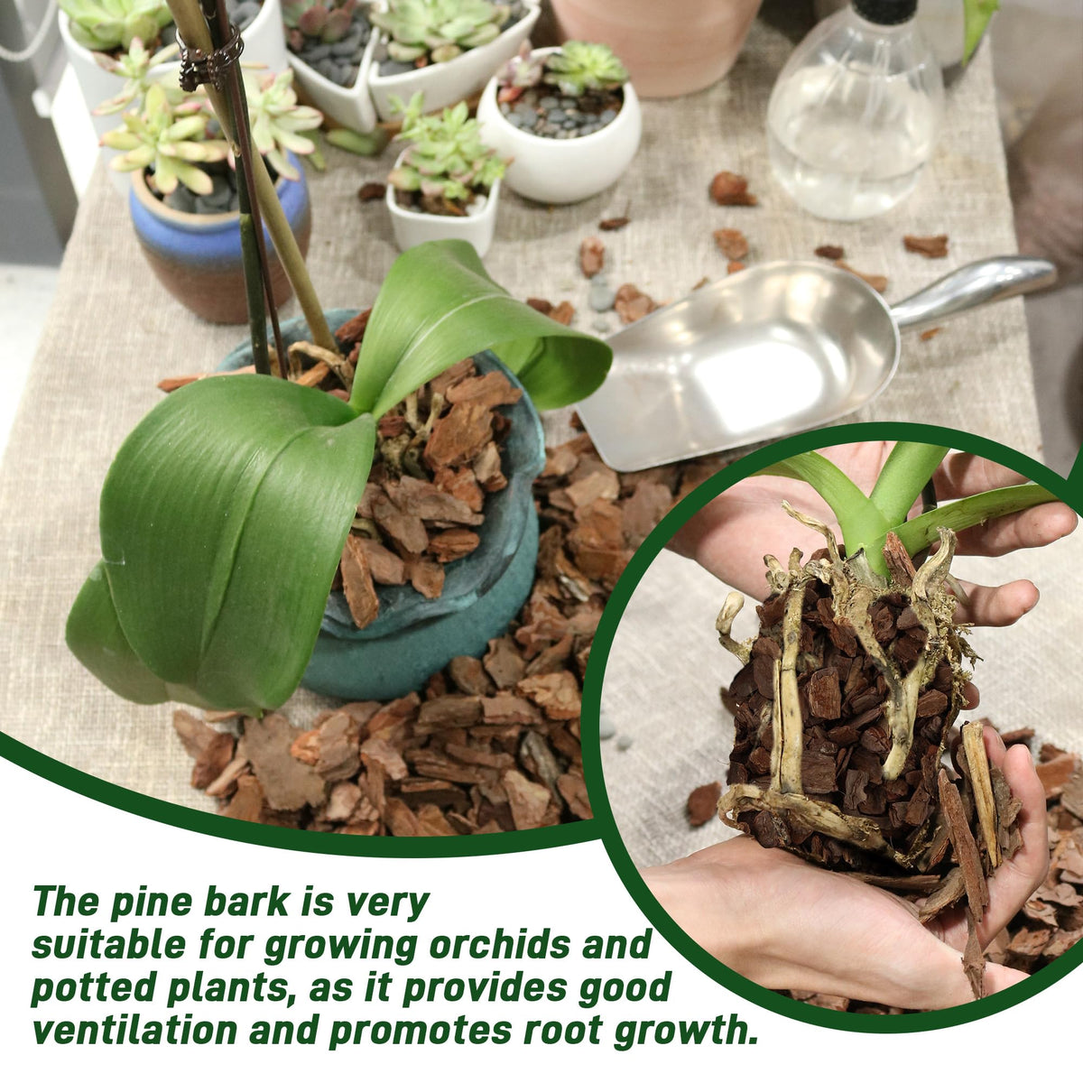 CJGQ pine bark with air voids enhances oxygen for orchid roots