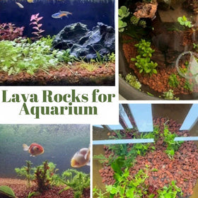 CJGQ red lava rocks provide natural top dressing for bonsai health and style.