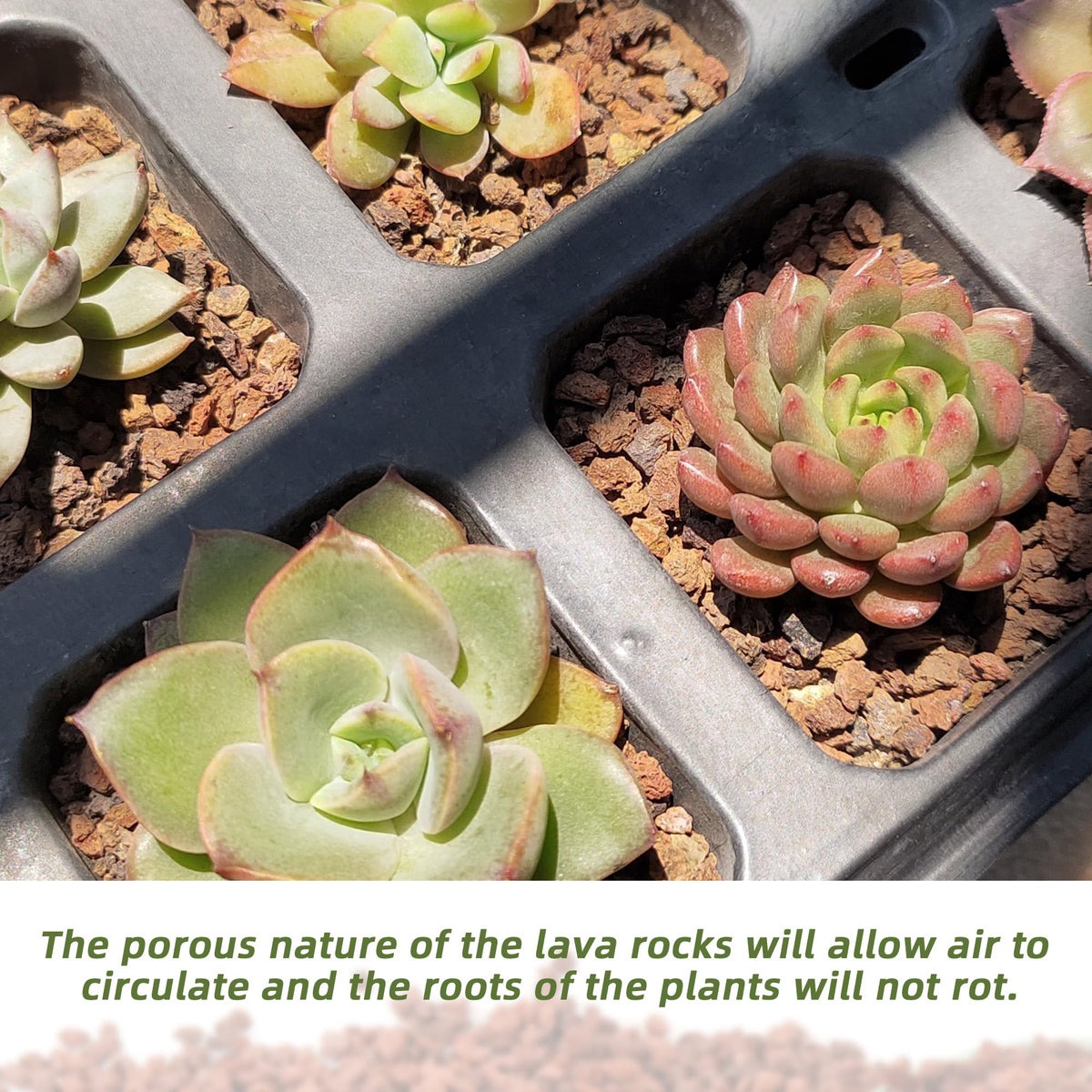 CJGQ red lava rocks support succulents with breathable, well-aerated soil.
