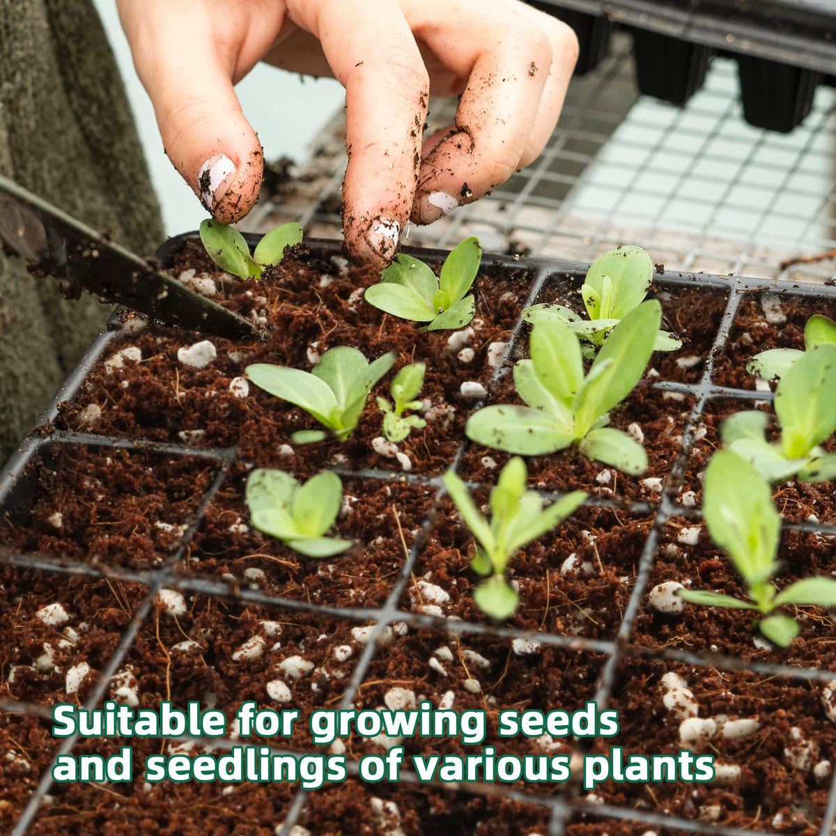 CJGQ perlite aiding seed germination and delicate root anchoring